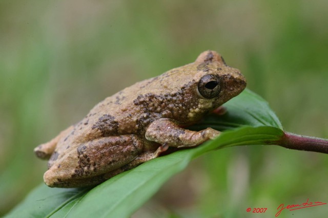 001 Amphibia Anura Grenouille 1 7EIMG_9306WTMK.JPG