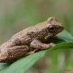 001 Amphibia Anura Grenouille 1 7EIMG_9306WTMK.JPG