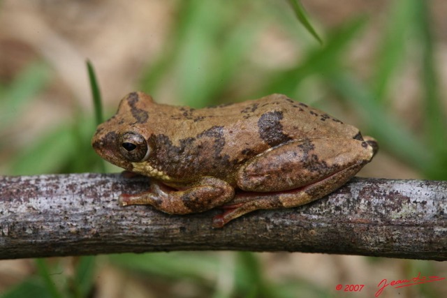 002 Amphibia Anura Grenouille 1 7EIMG_9321WTMK.JPG