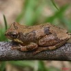 002 Amphibia Anura Grenouille 1 7EIMG_9321WTMK.JPG