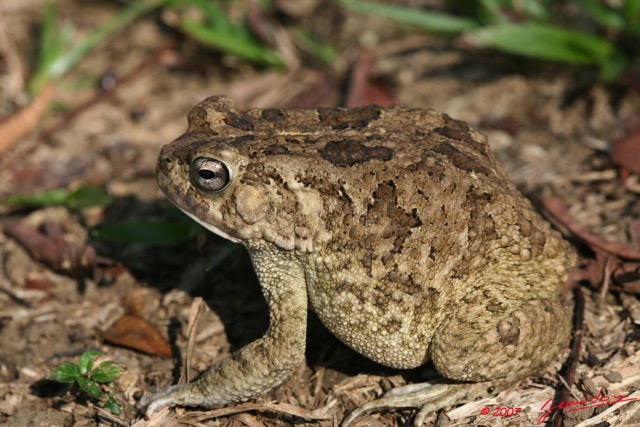 003 Amphibia Anura Grenouille 2 7EIMG_9346WTMK.JPG