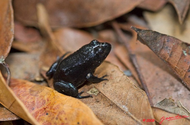 004 Amphibia Anura Parc Plateaux Bateke Grenouille 8EIMG_22177wtmk.JPG