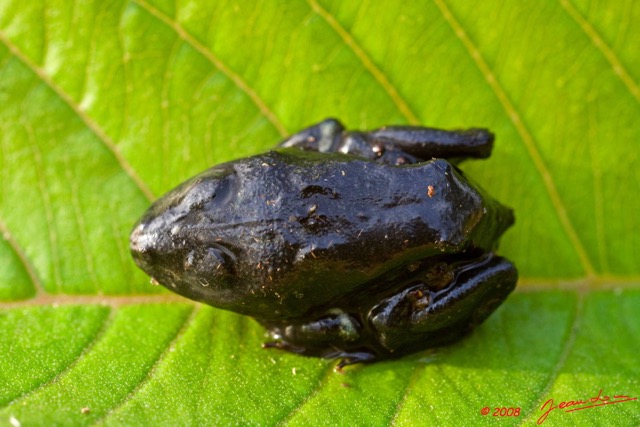 005 Amphibia Anura Parc Plateaux Bateke Grenouille 8EIMG_22301wtmk.JPG