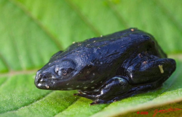 006 Amphibia Anura Parc Plateaux Bateke Grenouille 8EIMG_22306wtmk.JPG