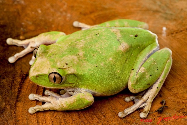 009 Amphibia Anura Grenouille 3 8EIMG_24341wtmk.JPG