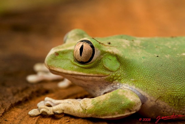 010 Amphibia Anura Grenouille 3 8EIMG_24348wtmk.JPG