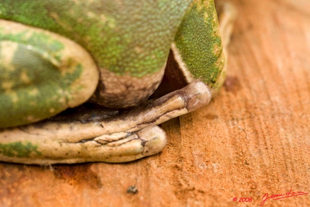 014 Amphibia Anura Grenouille 3 8EIMG_24392wtmk.JPG