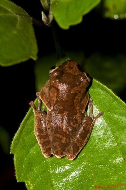 016 Amphibia Anura Grenouille 04 9E50IMG_30698wtmk.jpg