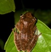 016 Amphibia Anura Grenouille 04 9E50IMG_30698wtmk.jpg