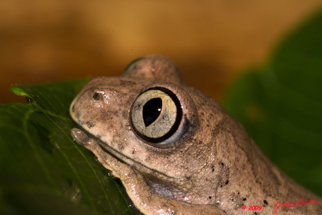 017 Amphibia Anura Grenouille 04 9E50IMG_30716wtmk.jpg