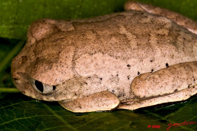 019 Amphibia Anura Grenouille 04 9E50IMG_30723wtmk.jpg