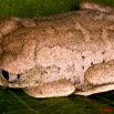 019 Amphibia Anura Grenouille 04 9E50IMG_30723wtmk.jpg