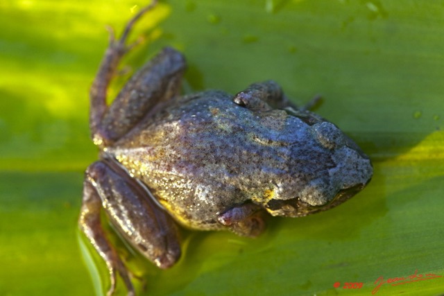 020 Amphibia Anura Grenouille 05 9E5K2IMG_52848awtmk.jpg