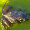 020 Amphibia Anura Grenouille 05 9E5K2IMG_52848awtmk.jpg