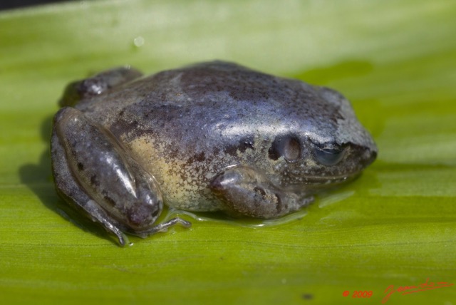 021 Amphibia Anura Grenouille 05 9E5K2IMG_52853wtmk.jpg