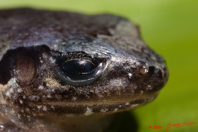 022 Amphibia Anura Grenouille 05 9E5K2IMG_52858wtmk.jpg