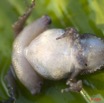 023 Amphibia Anura Grenouille 05 9E5K2IMG_52850wtmk.jpg