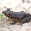 040 Amphibia Anura MOUPIA 3 Grenouille 09 9E5K2IMG_55539wtmk.jpg