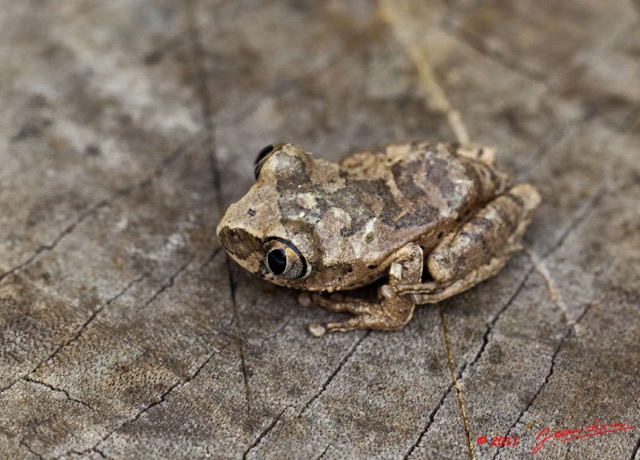 048 Amphibia Anura Grenouille 12 11E5K2IMG_71200wtmk.jpg