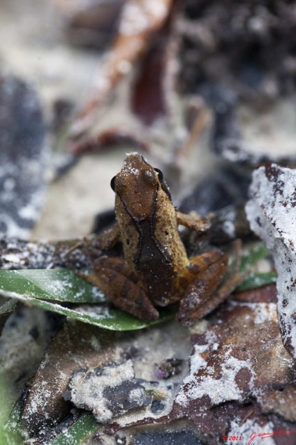 049 Amphibia Anura PONGARA Foret 10 Grenouille 11E5K2IMG_68124wtmk.jpg