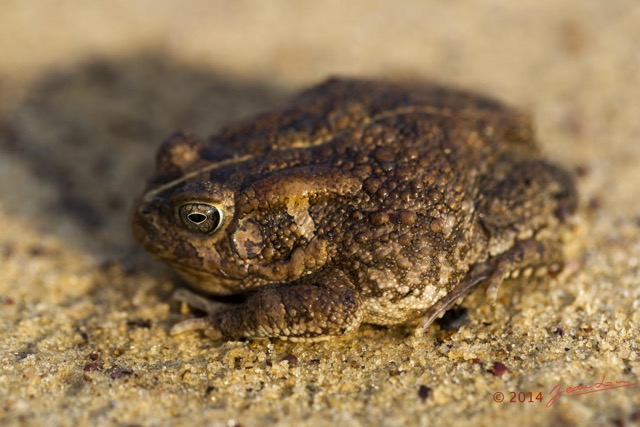 052 Amphibia Anura Bufonidae Crapaud Amietophrynus regularis 14E5K3IMG_95438wtmk.jpg