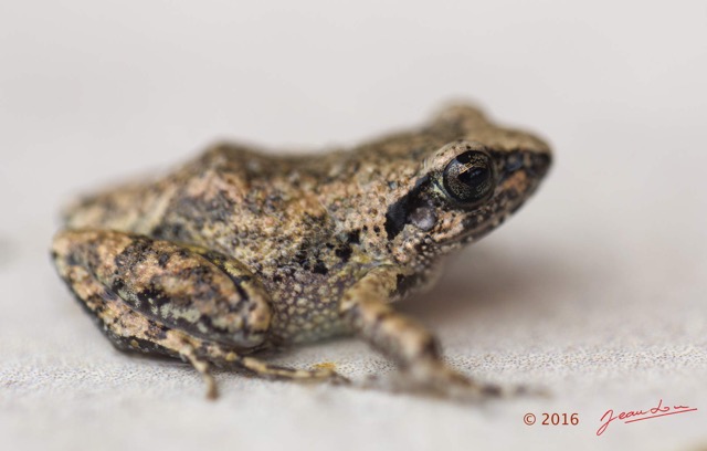 054 Amphibia Anura Grenouille 13 Arthroleptis poecilonotus Libreville 16E5K3IMG_118539wtmk.jpg