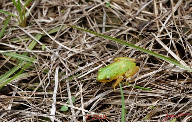 058 Amphibia Anura Neobatrachia Hyperoliidae Grenouille Hyperolius sp 18EOS5DK3IMG_181007109183_DxOwtmk 150k.jpg