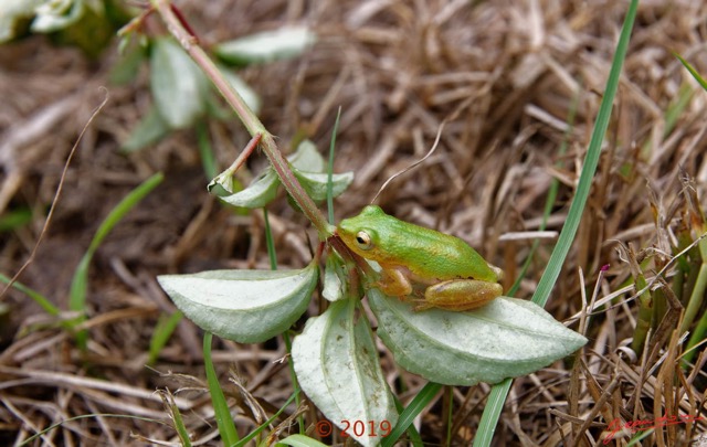 059 Amphibia Anura Neobatrachia Hyperoliidae Grenouille Hyperolius sp 18EOS5DK3IMG_181007109189_DxOwtmk 150k.jpg