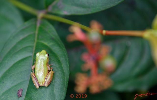 060 Amphibia Anura Neobatrachia Hyperoliidae Grenouille Hyperolius sp 18EOS5DK3IMG_181007109193_DxOwtmk 150k.jpg