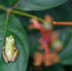 060 Amphibia Anura Neobatrachia Hyperoliidae Grenouille Hyperolius sp 18EOS5DK3IMG_181007109193_DxOwtmk 150k.jpg