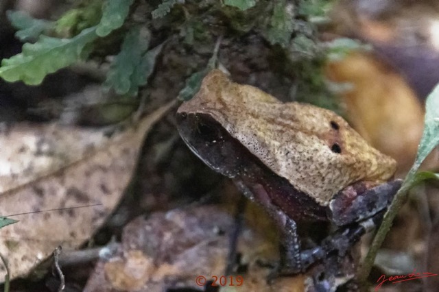 062 DJIDJI 1 Descente J4 Amphibia Anura Bufonidae Grenouille Amietophrynus superciliaris 18E5K3IMG_180929138402_DxO-1wtmk 150k.jpg