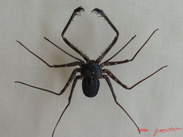 003 Arthropoda Arachnida Amblypygi Amblypyge IMG_1426WTMK.JPG