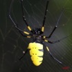 017 Arthropoda Arachnida Araneae Araignee Nephila turneri f 7IMG_5167WTMK.JPG
