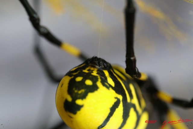 019 Arthropoda Arachnida Araneae Araignee Nephila turneri f 7IMG_5183WTMK.JPG