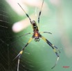 022 Arthropoda Arachnida Araneae Araignee 1V IMG_5285WTMK.JPG