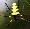 025 Arthropoda Arachnida Araneae Araignee Nephila turneri f 7IMG_5462WTMK.JPG