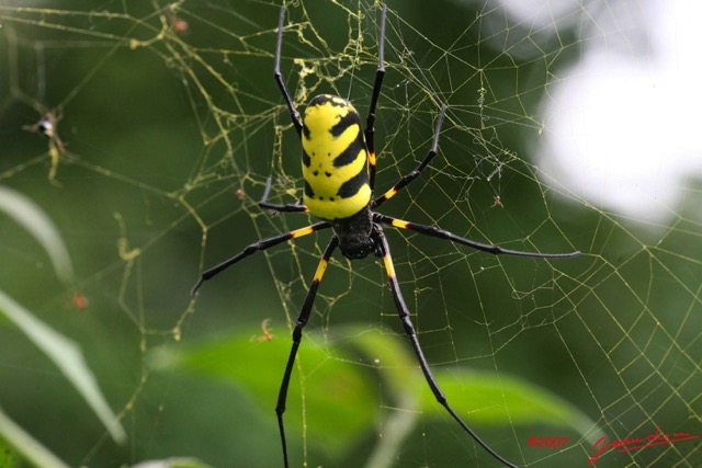 027 Arthropoda Arachnida Araneae Araignee Nephila turneri 7IMG_5668WTMK.JPG