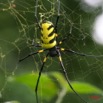 027 Arthropoda Arachnida Araneae Araignee Nephila turneri 7IMG_5668WTMK.JPG