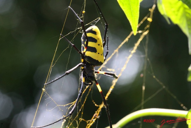 028 Arthropoda Arachnida Araneae Araignee Nephila turneri 7IMG_5886WTMK.JPG