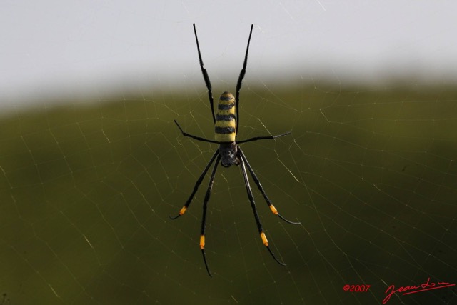 030 Mont KALAMI Arthropoda Arachnida Araneae Araignee Nephila 7IMG_6280WTMK.JPG