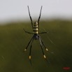 030 Mont KALAMI Arthropoda Arachnida Araneae Araignee Nephila 7IMG_6280WTMK.JPG