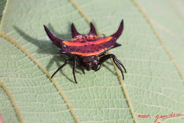 032 Arthropoda Arachnida Araneae Araignee 7IMG_6754WTMK.JPG