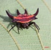 032 Arthropoda Arachnida Araneae Araignee 7IMG_6754WTMK.JPG