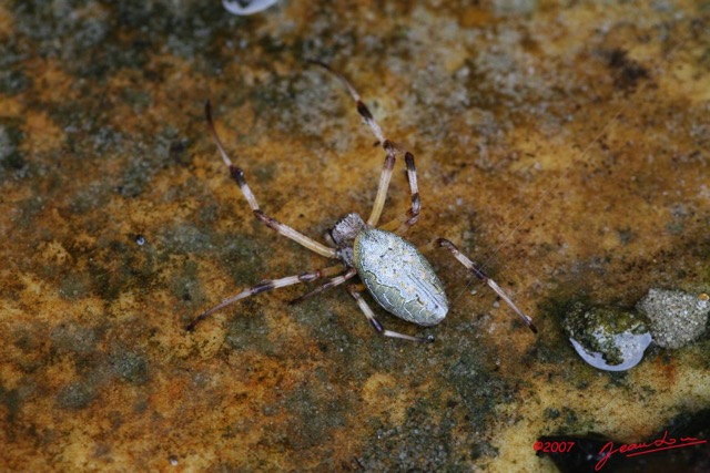 035 LANGOUE Arthropoda Arachnida Araneae Araignee 7IMG_8060WTMK.JPG