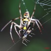 036 LANGOUE Arthropoda Arachnida Araneae Araignee avec Mouche 7IMG_8047WTMK.JPG
