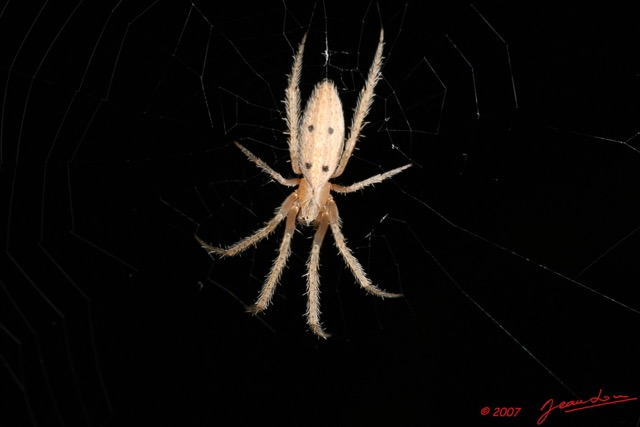 040 Arthropoda Arachnida Araneae Araignee 08 7EIMG_8902WTMK.JPG