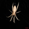 040 Arthropoda Arachnida Araneae Araignee 08 7EIMG_8902WTMK.JPG