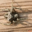 041 Arthropoda Arachnida Araneae Araignee 09 7EIMG_8975WTMK.JPG