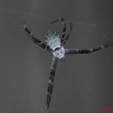 044 LA LOPE Arthropoda Arachnida Araneae Araignee 7EIMG_9817WTMK.JPG