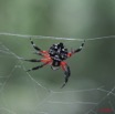 052 SETTE-CAMA Arthropoda Arachnida Araneae Araignee E7IMG_0814WTMK.JPG